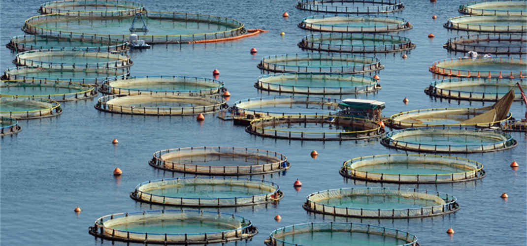 BAKAN YUMAKLI: “TÜRKİYE, SU ÜRÜNLERİ AVCILIĞI VE YETİŞTİRİCİLİĞİNDE BÖLGESİNDE LİDER KONUMDA”