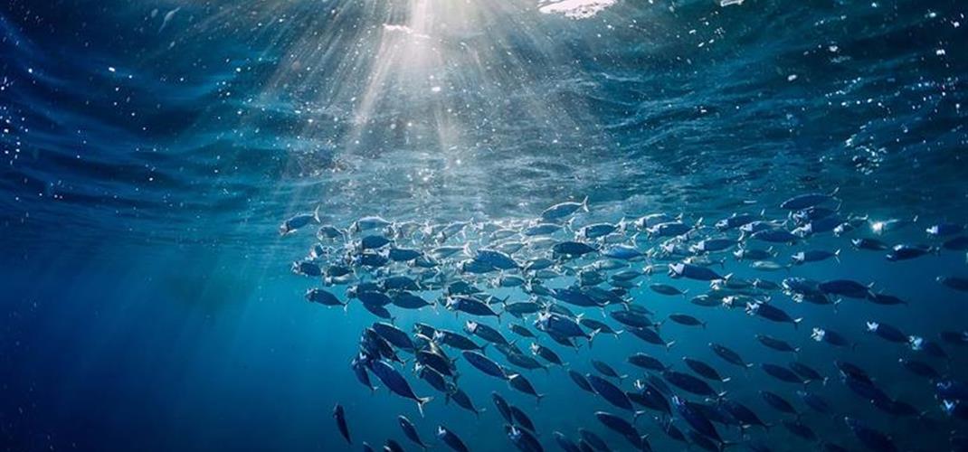 TÜRKİYE, HİNT OKYANUSU TON BALIĞI KOMİSYONU NEZDİNDE "GÖZLEMCİ ÜLKE" OLDU