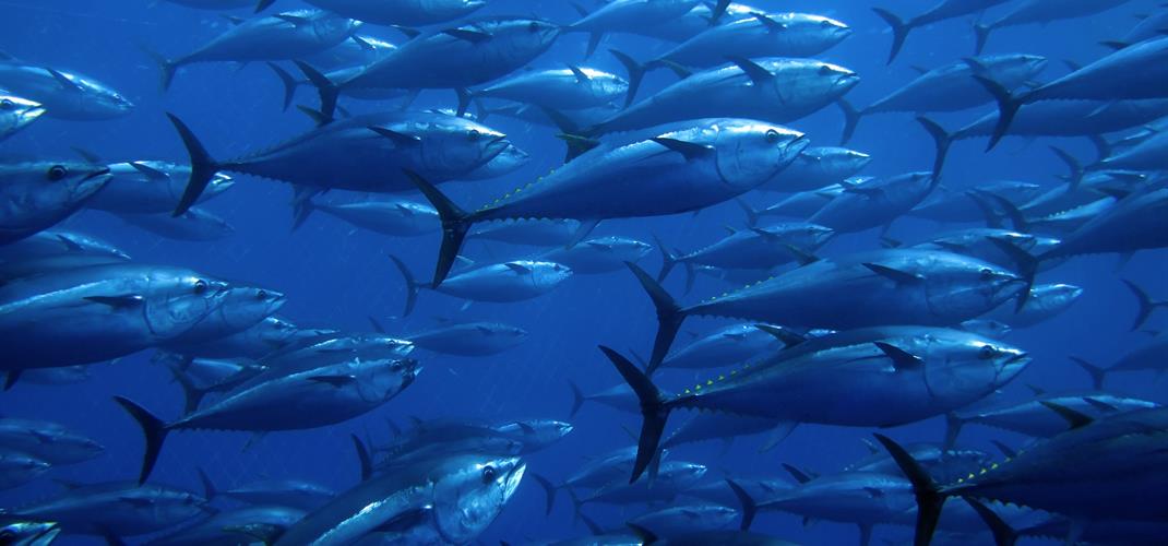 Su Ürünleri Üretim Planlaması Kapsamında 2026, 2027 ve 2028 Yılları İçin Mavi Yüzgeçli Orkinos Avcılığı Yapacak Gemilerin Belirlenmesi ve Bu Gemilere Yapılacak Kota Tahsisine İlişkin Genelge (2026-3) yayımlanmıştır.