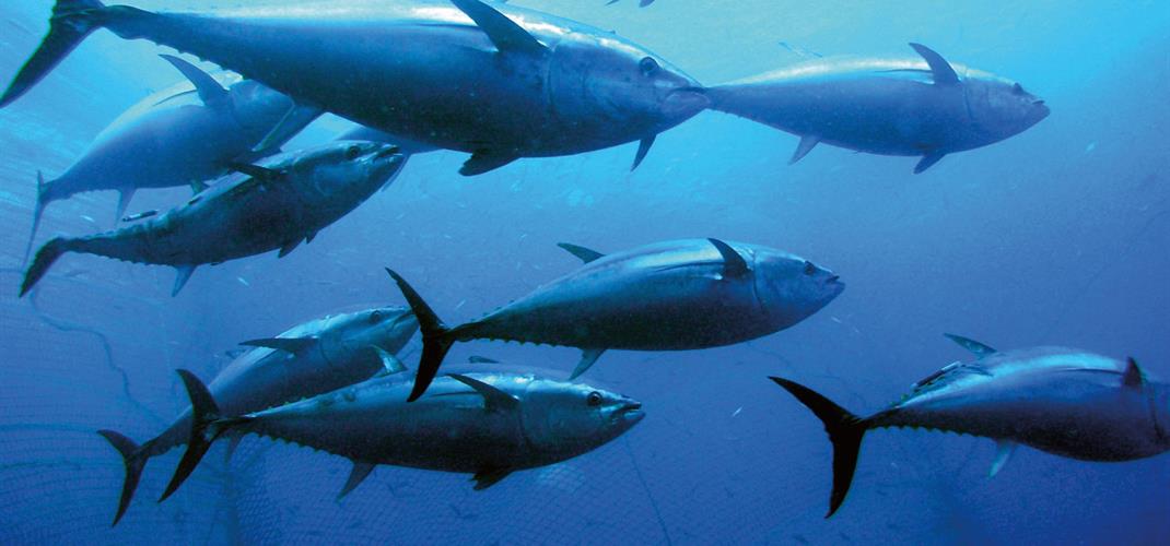 2026, 2027 ve 2028 Yılları için Mavi Yüzgeçli Orkinos Avcılığı Kura Çekimi Yapıldı ve Kota Listeleri Belirlendi.