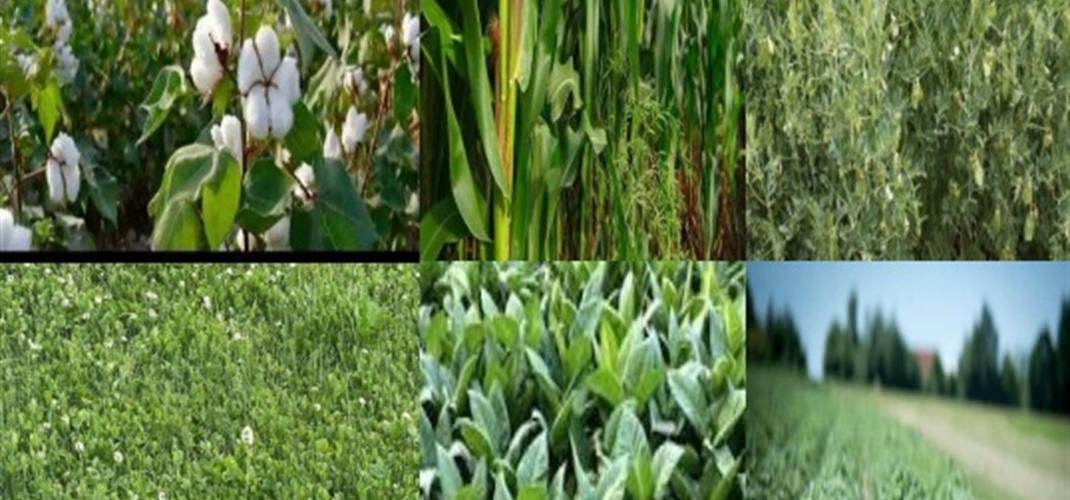 ENDÜSTRİ , TIBBİ AROMATİK VE ÇAYIR MERA YEM  BİTKİLERİNDE TESCİL TOPLANTISI YAPILDI