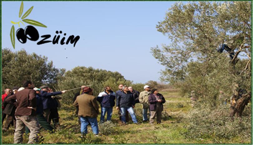 Alçıtepe Köyünde Uygulamalı Budama Kursu Verildi.