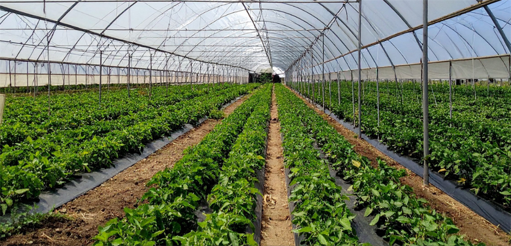 BAKAN YUMAKLI, ZONGULDAK ÇAYCUMA SERA OTB'NİN ÜRETİME BAŞLADIĞINI BİLDİRDİ