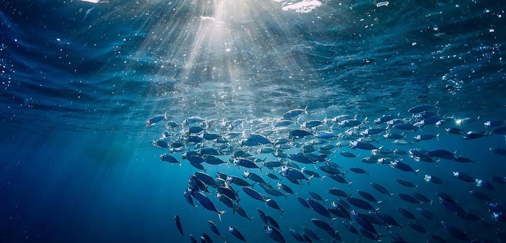 TÜRKİYE, HİNT OKYANUSU TON BALIĞI KOMİSYONU NEZDİNDE "GÖZLEMCİ ÜLKE" OLDU