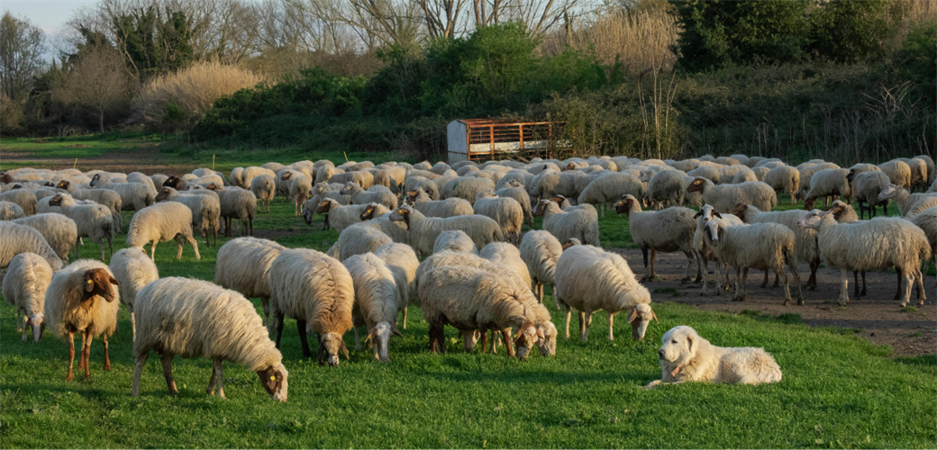 KIRSALDA BEREKET KÜÇÜKBAŞA DESTEK PROJESİNDE BAŞVURULAR BAŞLADI