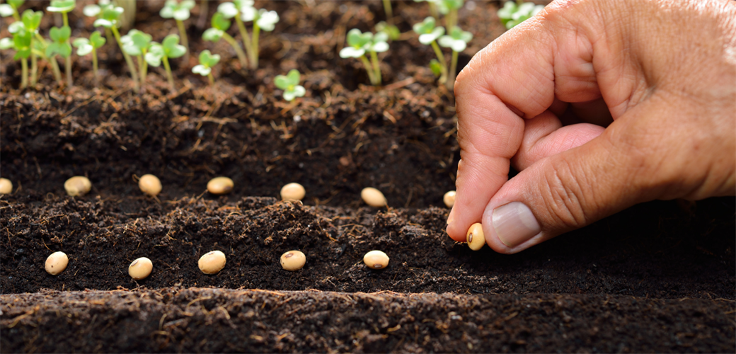 BAKAN YUMAKLI, SERTİFİKALI TOHUM ÜRETİMİ VE İHRACATINDA YÜKSELİŞİN SÜRDÜĞÜNÜ BİLDİRDİ