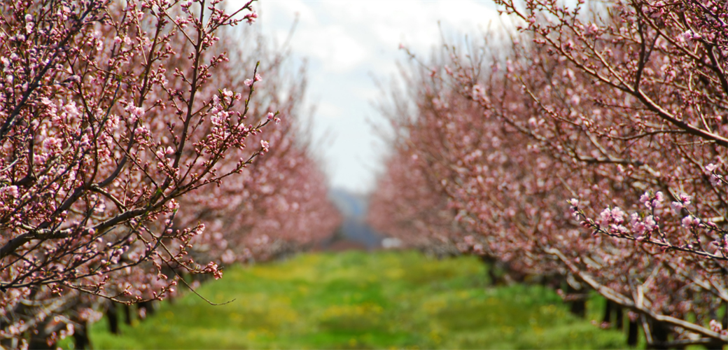 BAKAN YUMAKLI: “MEYVE VE SEBZELERDE DON RİSKİNE KARŞI KAPSAMI GENİŞLETİYORUZ”