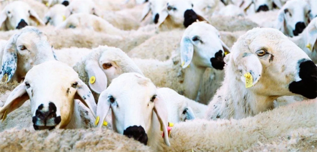 KIRSALDA BEREKET KÜÇÜKBAŞA DESTEK PROJESİ BAŞLIYOR