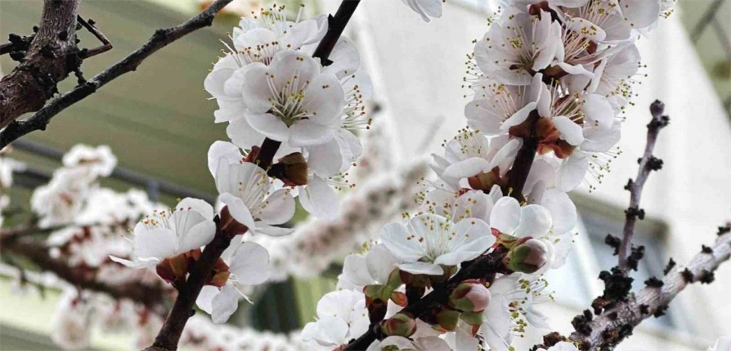 1 MİLYAR 723 MİLYON LİRALIK ZİRAİ DON DESTEK ÖDEMESİ BUGÜN HESAPLARA AKTARILIYOR