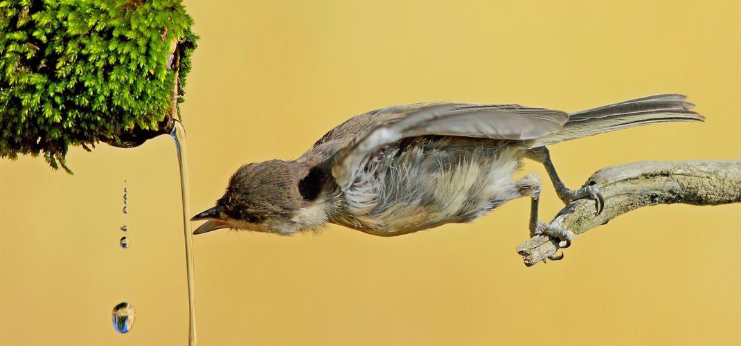 4 EKİM HAYVANLARI KORUMA GÜNÜ KUTLU OLSUN