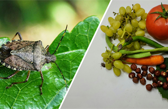 KAHVERENGİ KOKARCA (Halyomorpha halys) KAMU SPOTU HAZIRLANDI