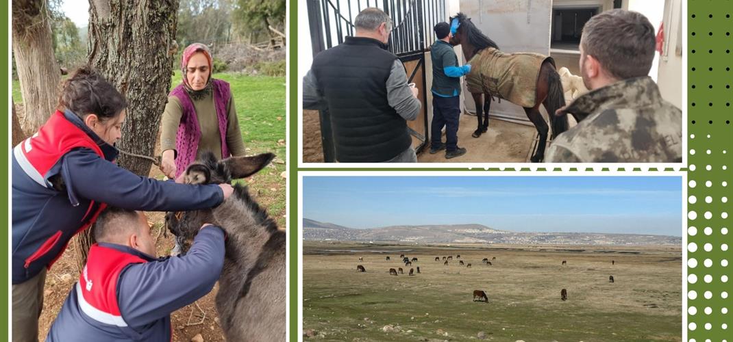 Türkiye’de Afrika At Vebası İçin Ülkesel Tarama Programı Başlatıldı