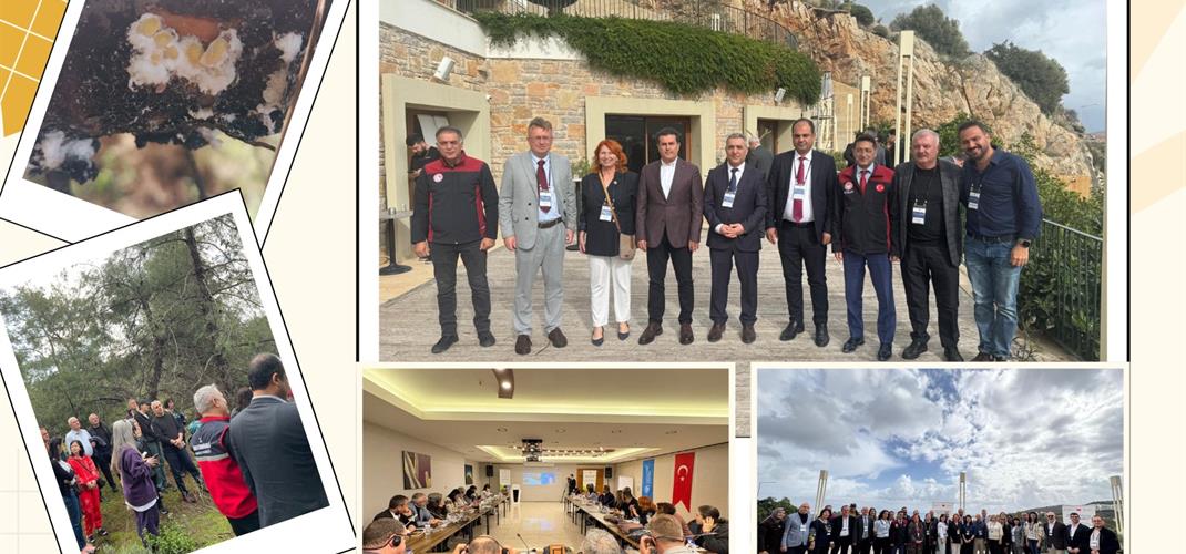 FAO Destekli Arıcılık Projesinde Önemli Aşama: Sonuç Raporları Datça’da Ele Alındı  