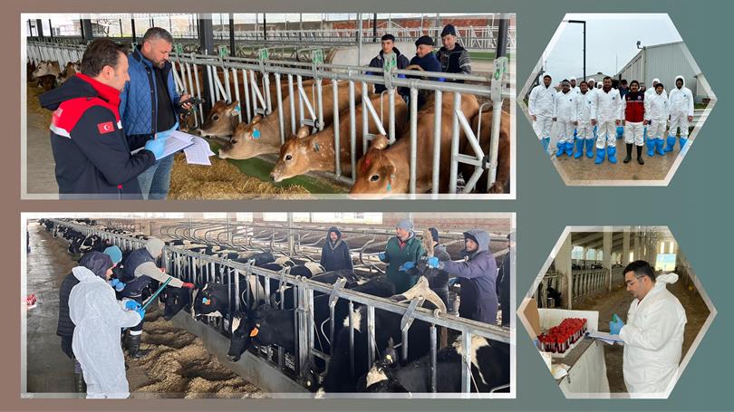 İthal Damızlık Hayvanlarda Sağlık Kontrolü Süreçlerine Refakat Ediyoruz