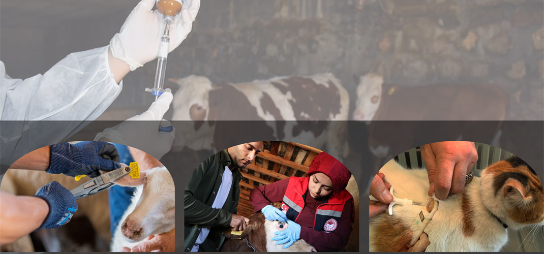 Hayvanların Tanımlanması ile Veteriner Biyolojik Ürünlerin Uygulama Ücretleri Güncellendi