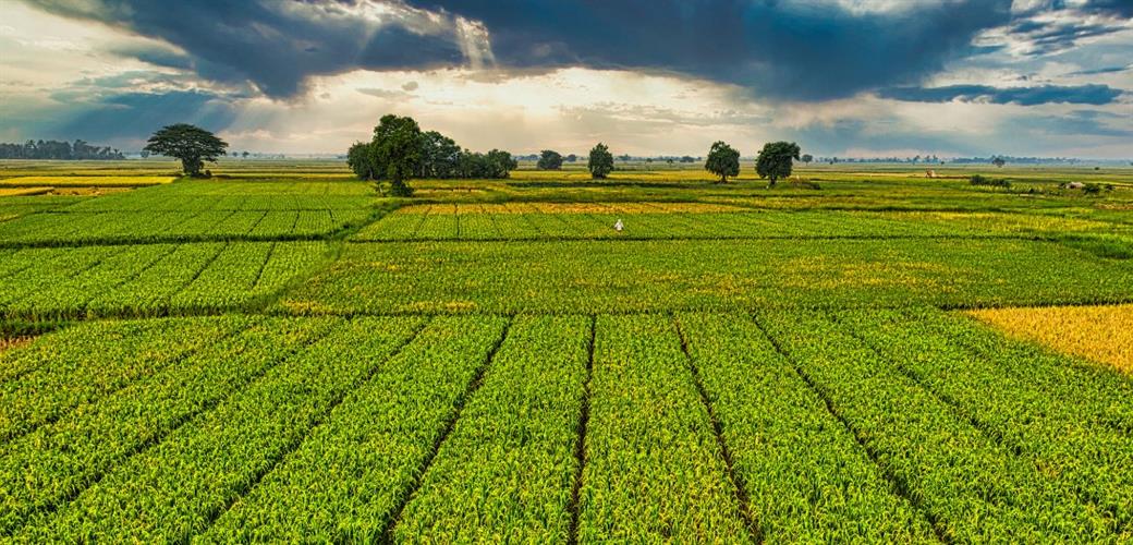 ÇİFTÇİLERE BUGÜN 1 MİLYAR 46 MİLYON LİRALIK TARIMSAL DESTEKLEME ÖDEMESİ YAPILACAK
