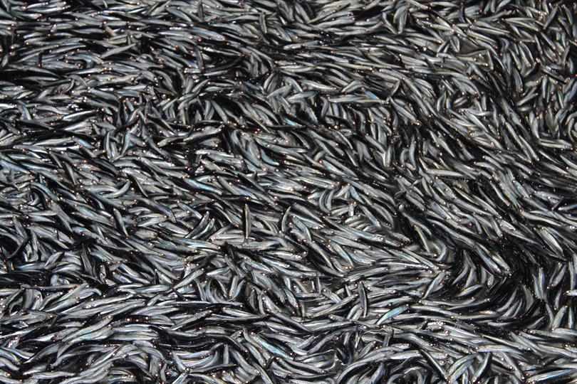 Pilot Örgütlere Saha Ziyareti Gerçekleştirildi.